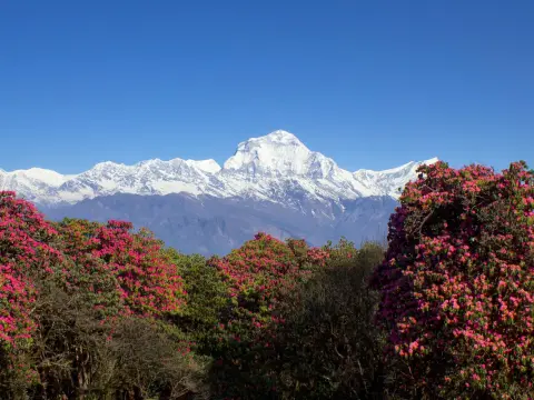 Nepal Rhododendron Trek – Blooming Poon Hill Adventure