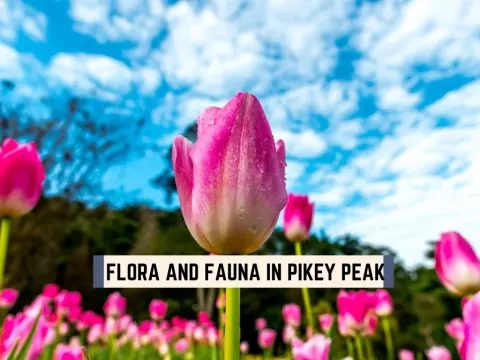 Flora and Fauna in Pikey Peak Region