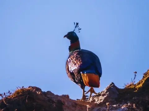 Danfe – National Bird of Nepal | Facts, Habitat & Cultural Importance