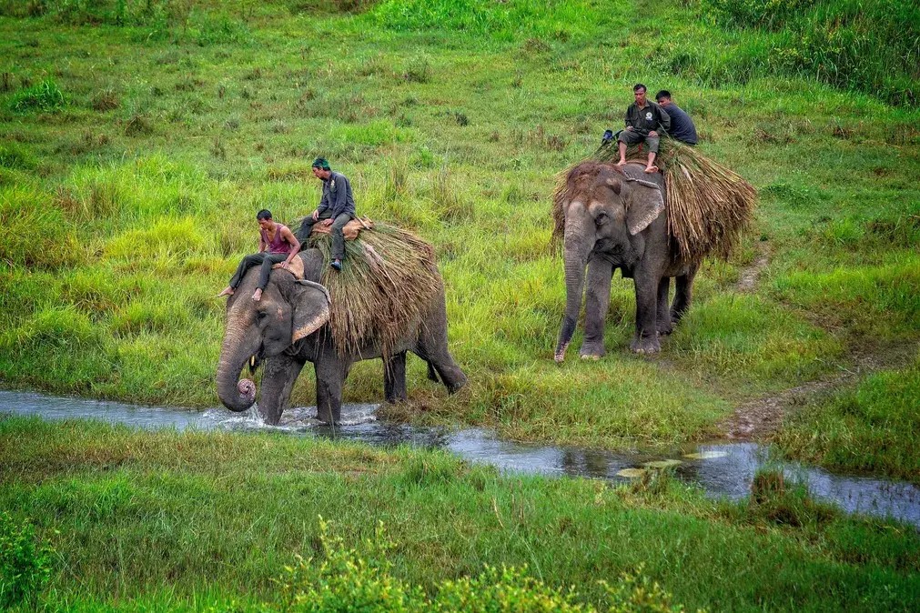 Two elephants carrying local riders during jungle safari in Chitwan National Park Nepal surrounded by forest vegetation.