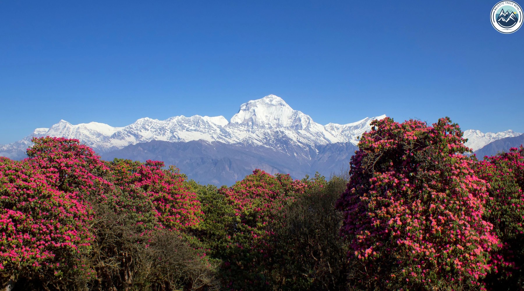 Rhododendron forest along trekking trail in Nepal.