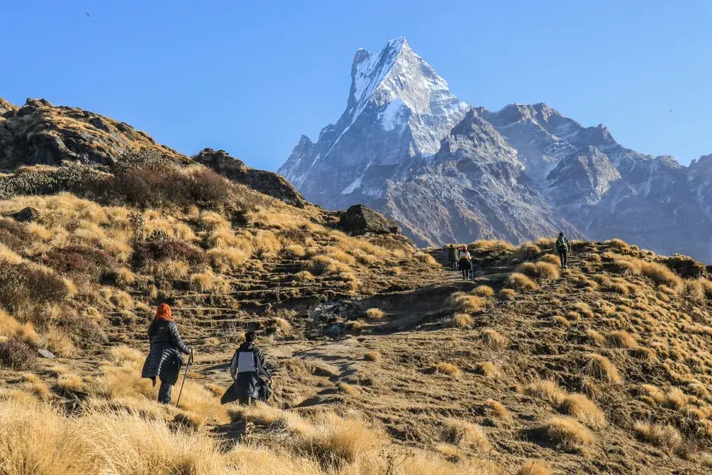 Trekkers walking toward Mardi Himal Base Camp with Macchapuchre Fishtail Mountain rising sharply in the background under a clear Himalayan sky.
