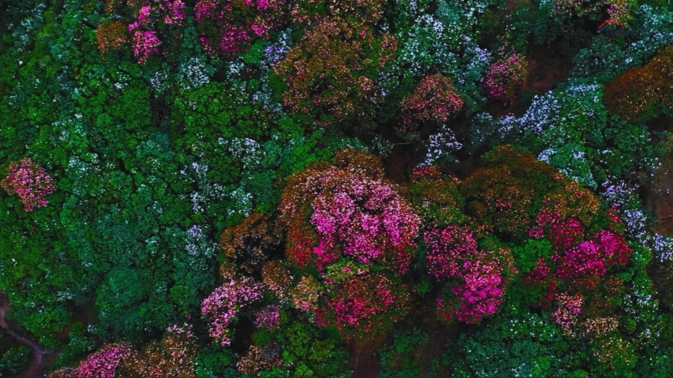Rhododendron forest in Pikey Peak region during spring bloom