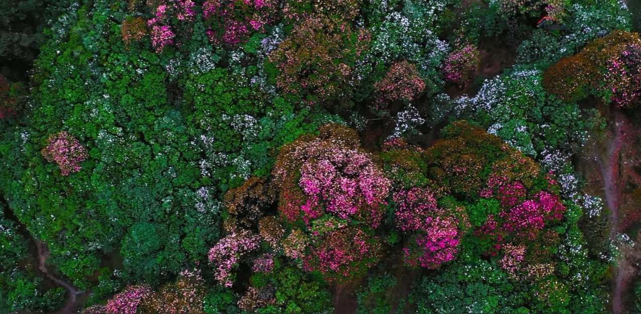 Pink and red rhododendron flowers blooming along Pikey Peak Trek trail in spring with mountain views