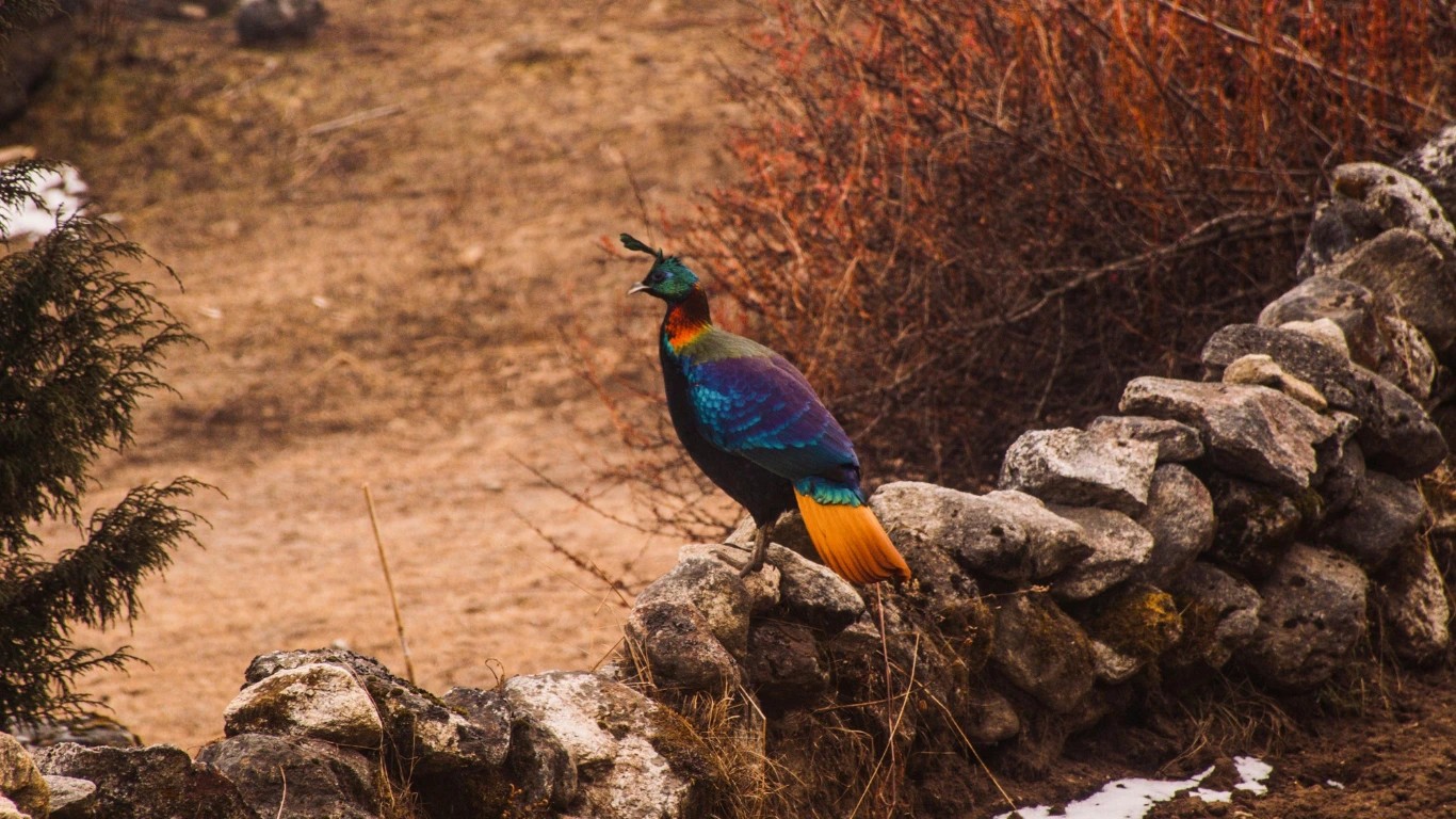 Danfe national bird of Nepal with colorful metallic plumage