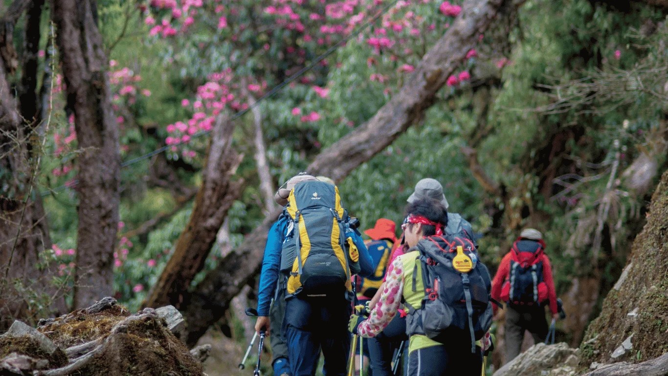 Trekkers walking through blooming rhododendron forests on the Mardi Himal Trek in spring, Nepal