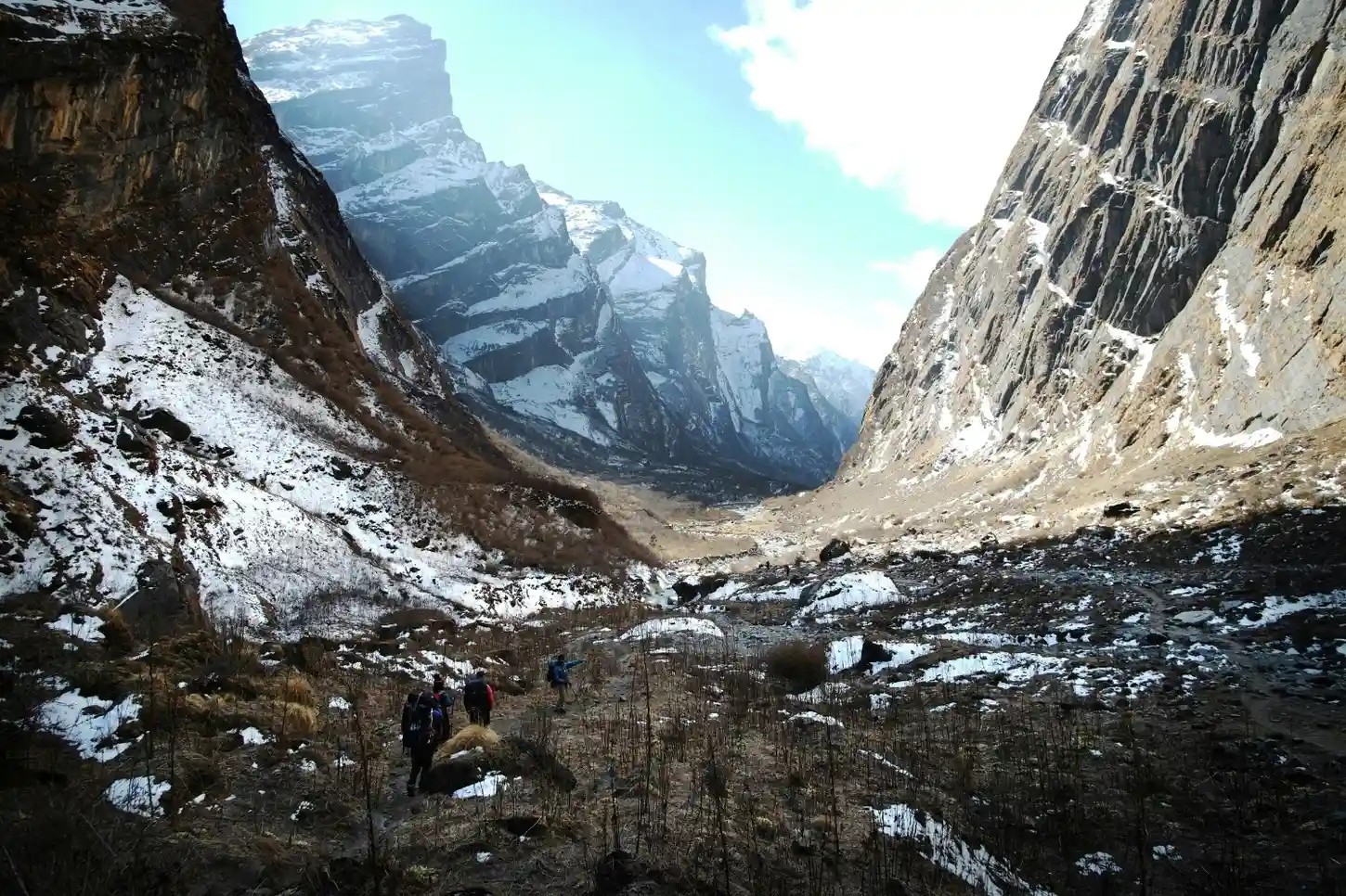 Flora and fauna at Annapurna Base Camp trek in the Subalpine Zone with gnarled birch trees, silver fir, and alpine meadows