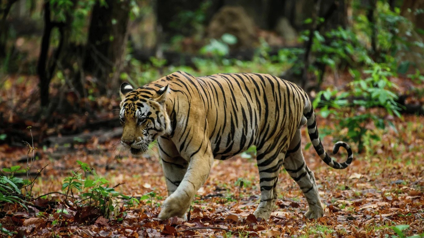 Wild Bengal tiger in the grasslands of Nepal's southern lowlands, where protected national parks provide important habitat for endangered tigers.