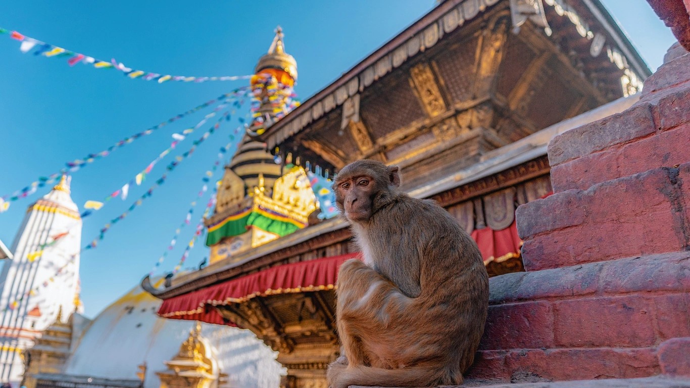 monkey temple Nepal