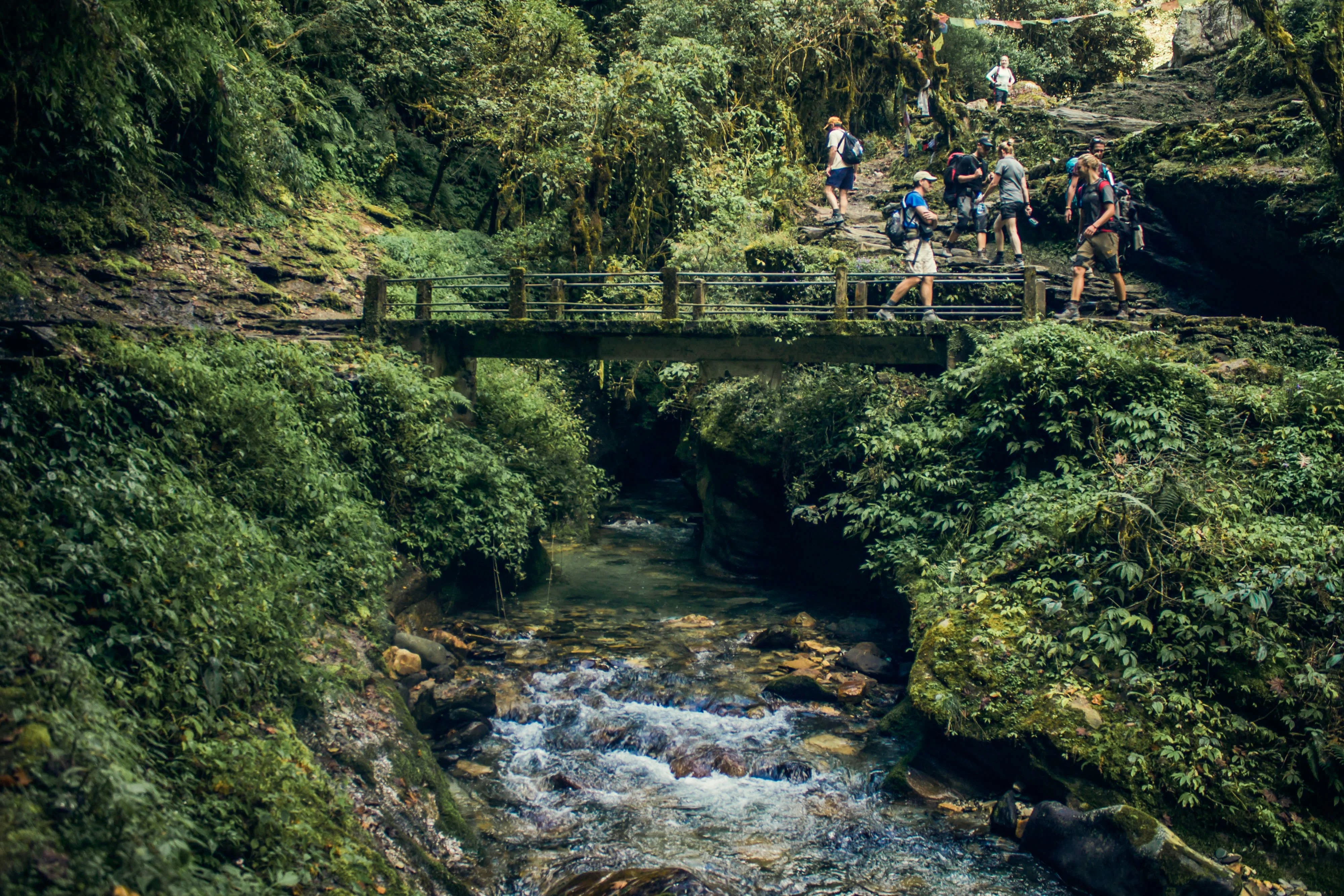 Flora and fauna at Annapurna Base Camp trek in temperate zone with trekkers crossing a small bridge over a flowing river inside dense forest