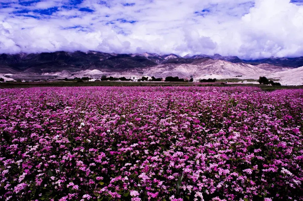 Beautiuful flowers garden in mustang