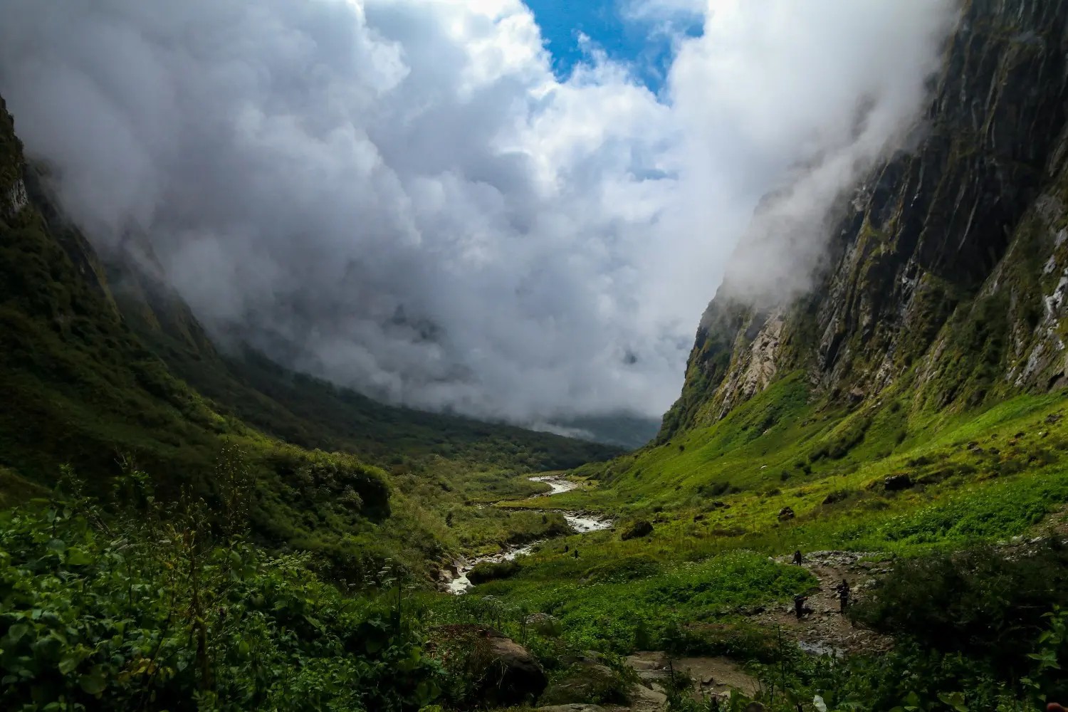 Flora and fauna at Annapurna Base Camp trek thriving in diverse Himalayan forests and alpine meadows