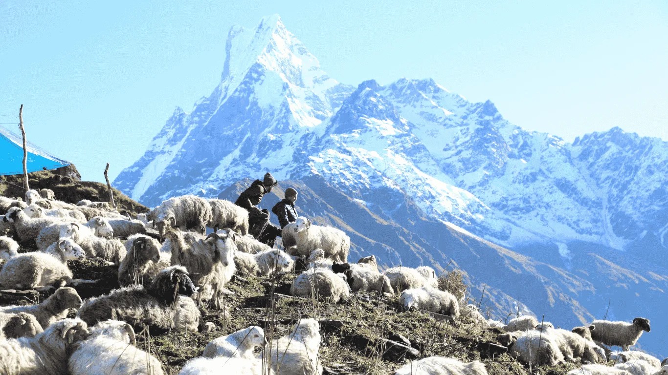 Fishtail Mountain (Machhapuchhre) towering above the trekking trail to Mardi Himal Base Camp in Nepal.