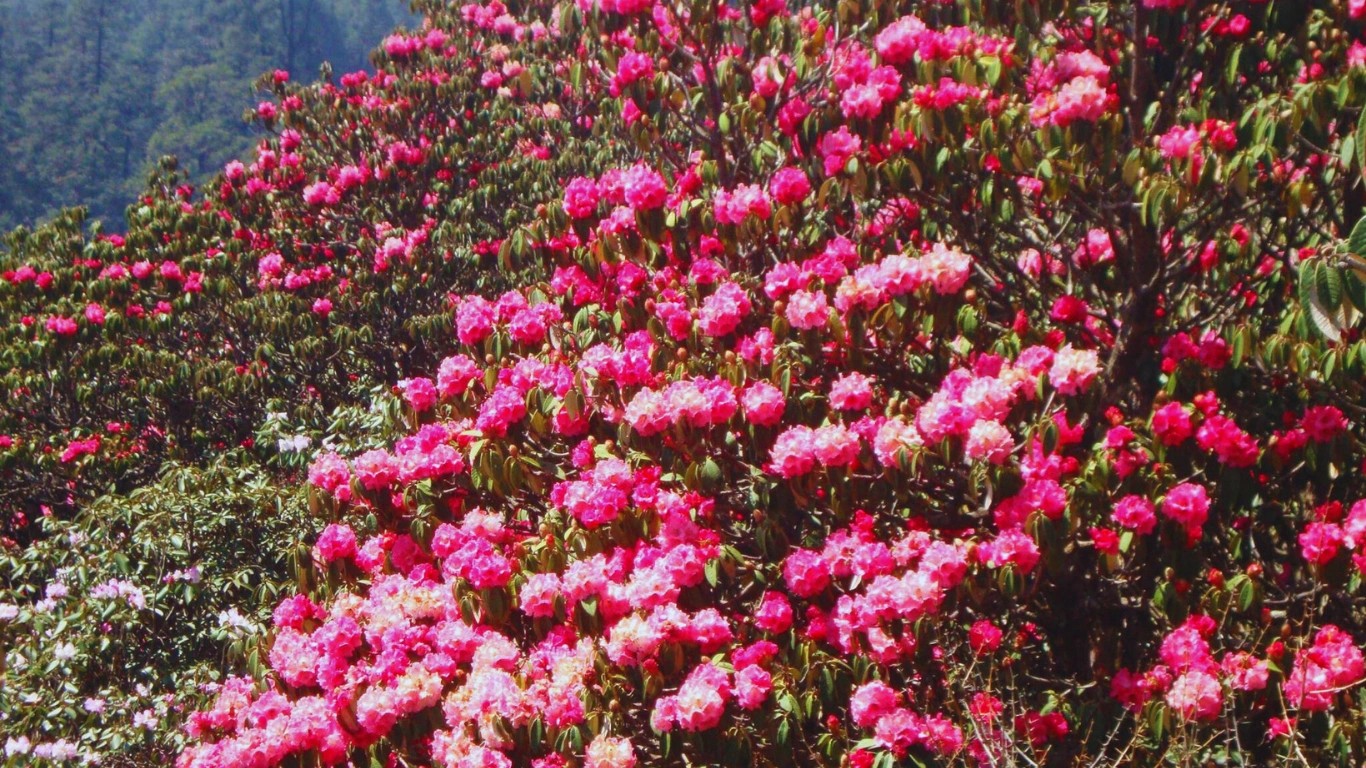 Pink rhododendron flowers in Pikey Peak forest Nepal