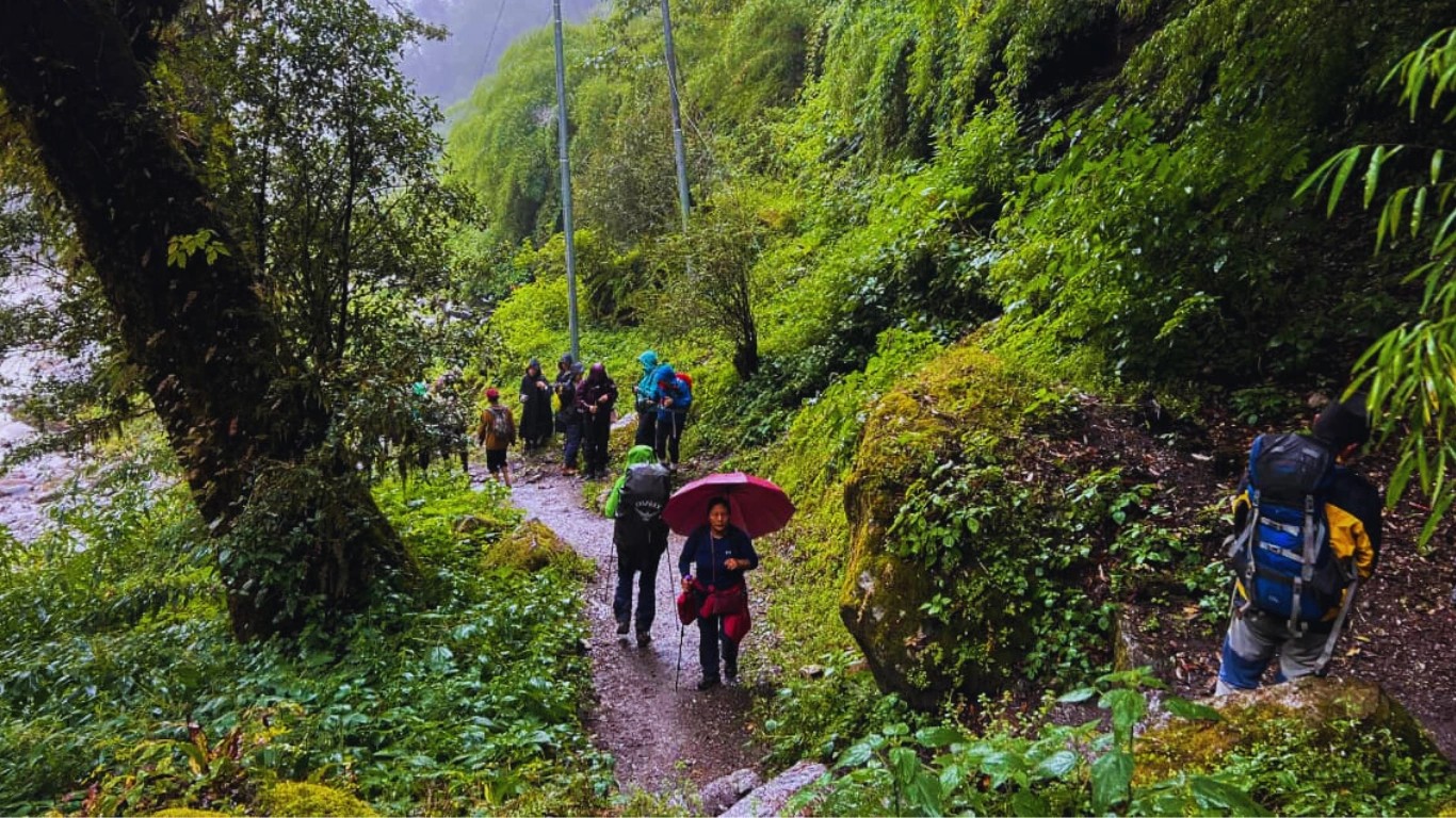 Trekkers going uphill and downhill using umbrellas in monsoon on Langtang Valley Trek trail showing slippery terrain and seasonal difficulty.