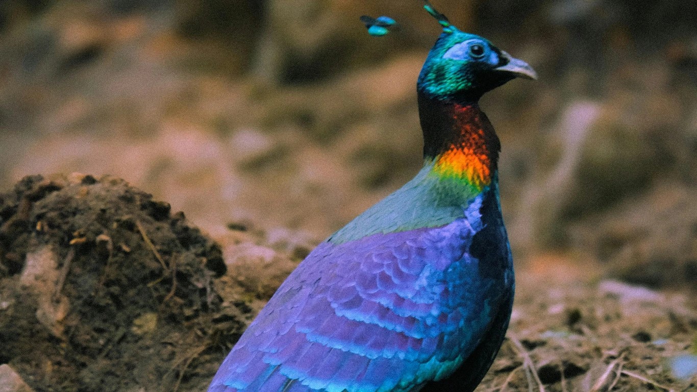 Danfe bird Nepal in natural Himalayan forest habitat