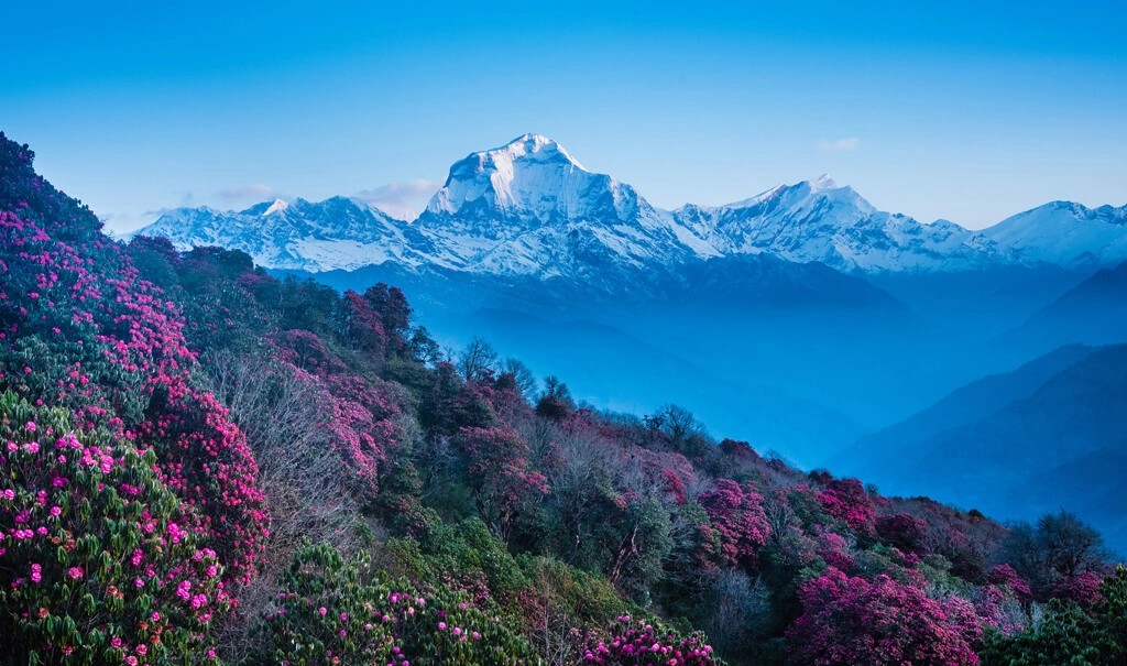 Trekkers walking through vibrant pink rhododendron forest on the way to Poon Hill from Ghorepani with Dhaulagiri mountain visible behind.