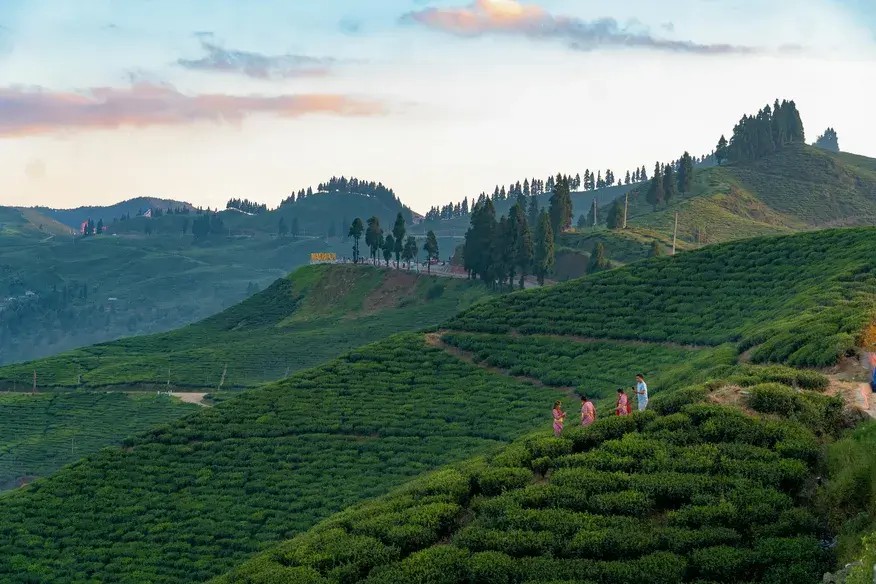 Ilam tea gardens in eastern Nepal, a peaceful romantic destination for couples.