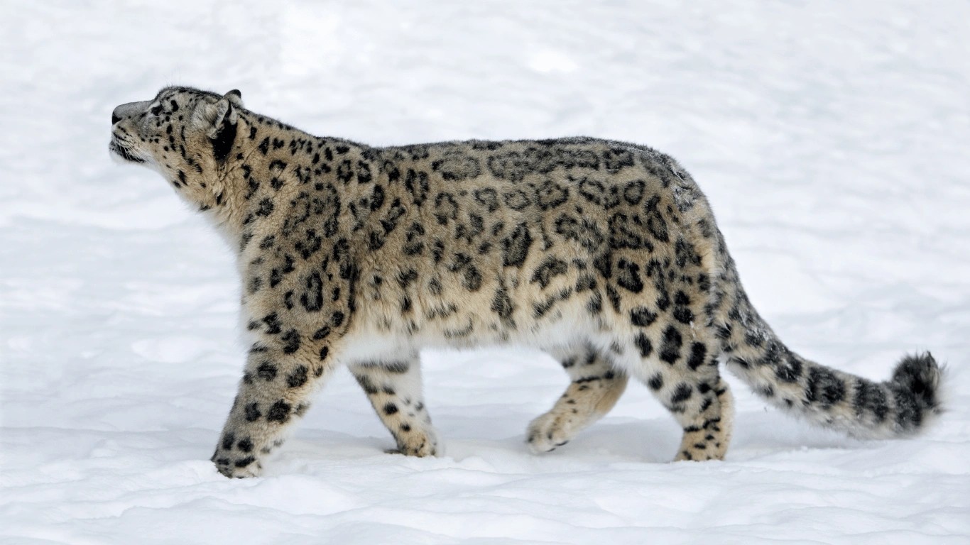Snow leopard Himalayas rare wildlife endangered species less than 6500 remaining Nepal Bhutan India Tibet