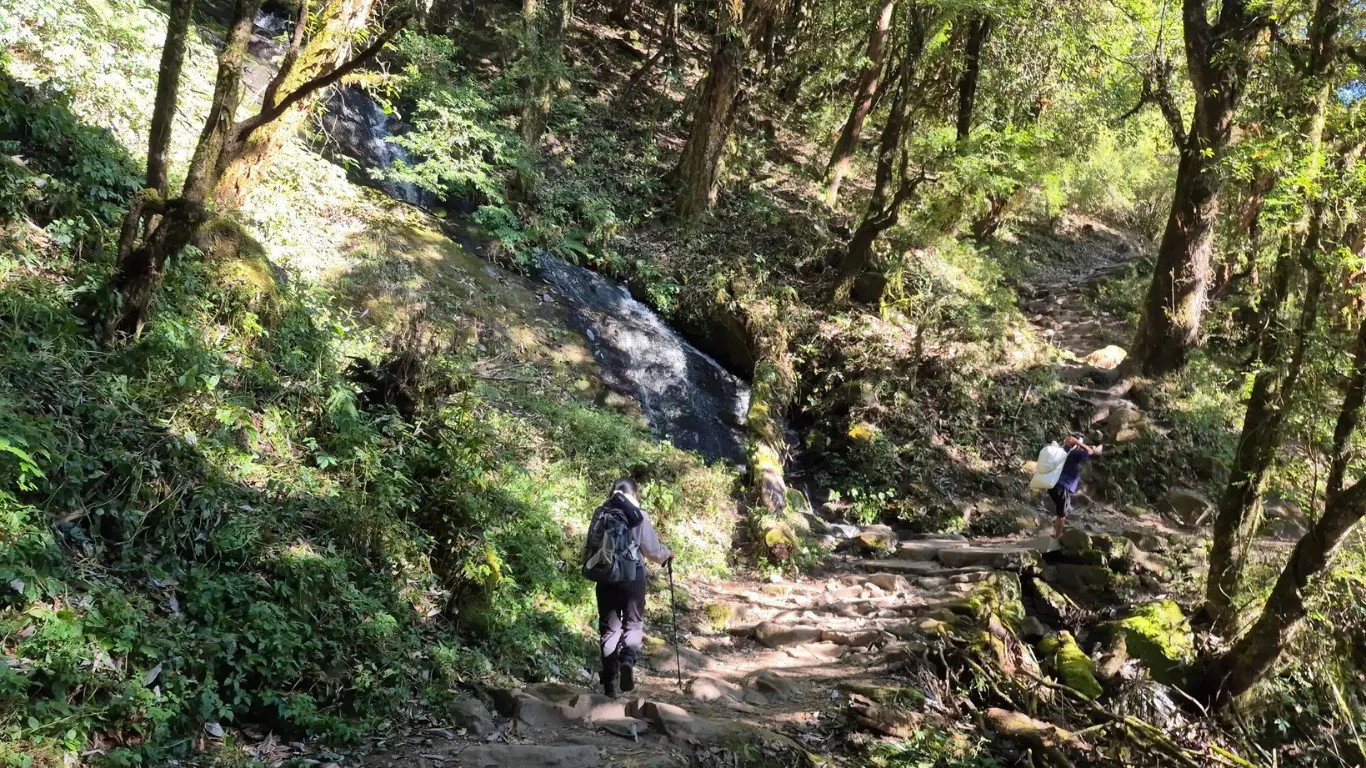Trekker hiking through dense lush forest in Nepal during monsoon with green trees and misty atmosphere.