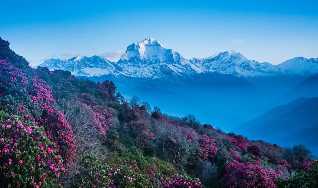 Pink rhododendron forest blooming during Poon Hill Yoga Trek in Nepal with Dhaulagiri range in the background.